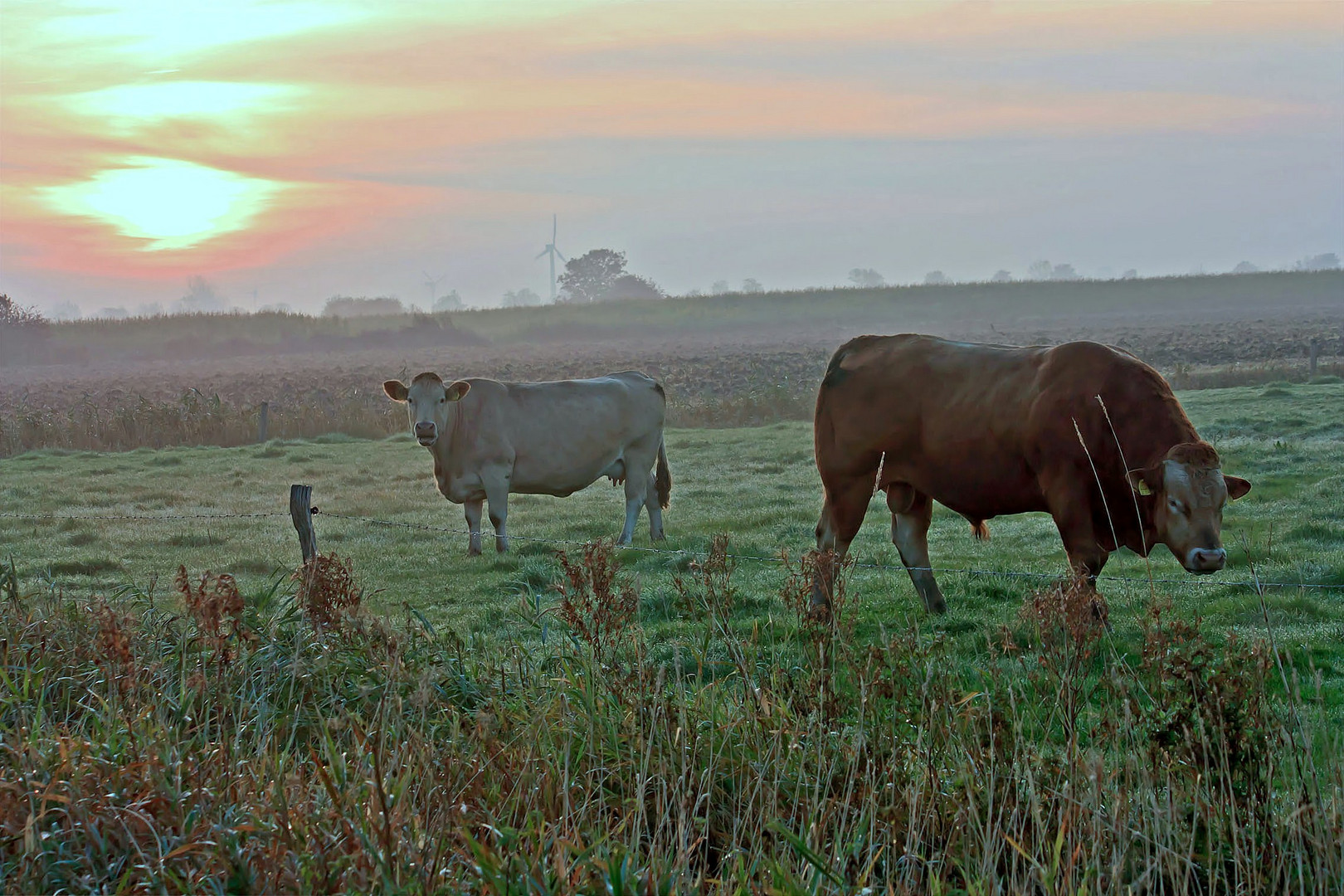 Morgens auf der weide