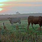 Morgens auf der weide