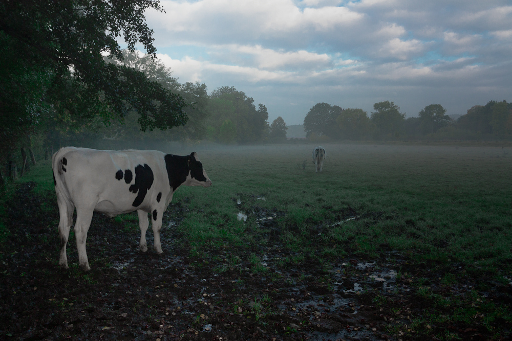 Morgens auf der Weide