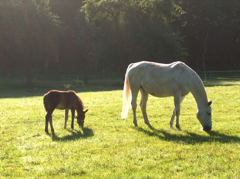 morgens auf der weide