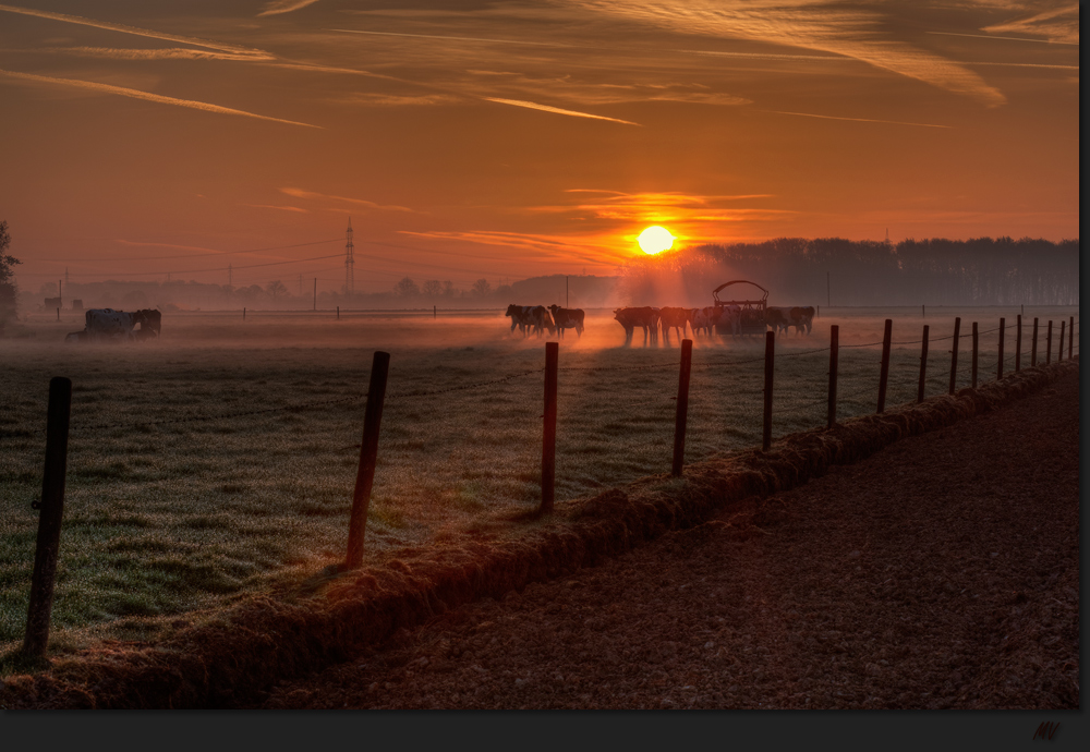 Morgens auf der Weide