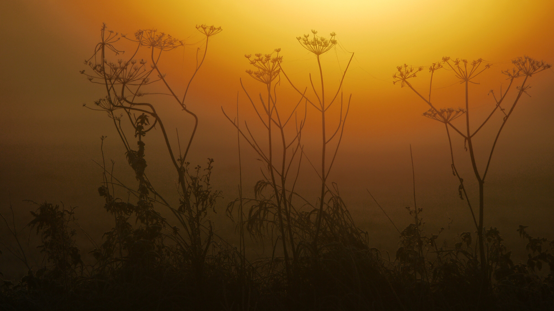 ...morgens auf der Wiese...