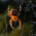 morgens auf der Wiese (1)