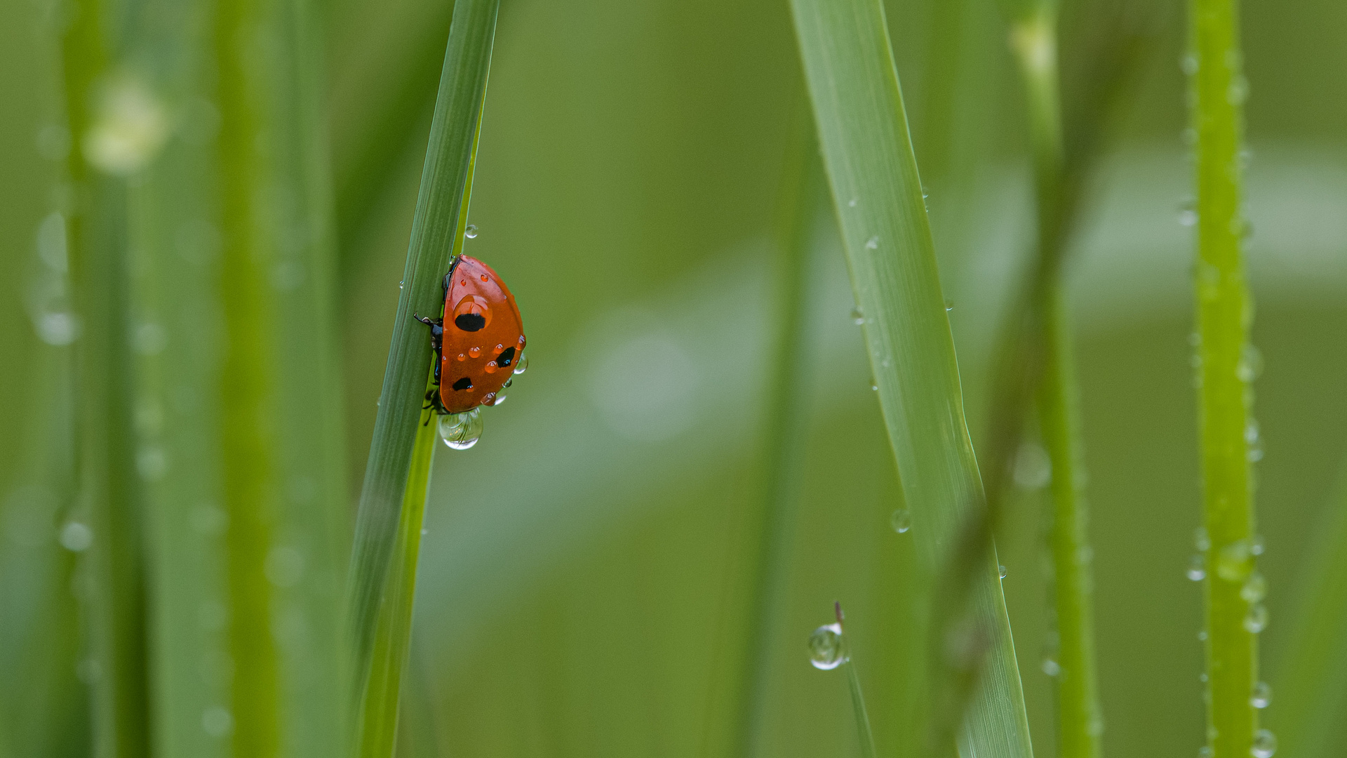 Morgens auf der Wiese