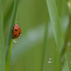 Morgens auf der Wiese