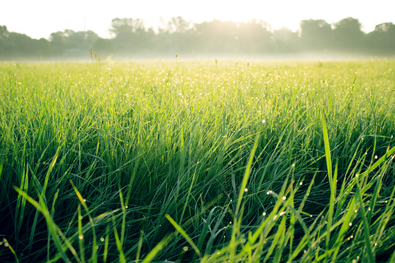 Morgens auf der Wiese