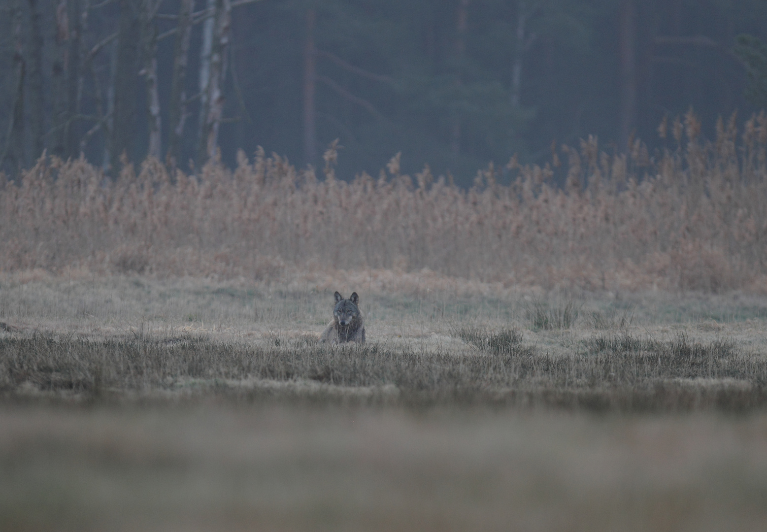 morgens auf der Wiese