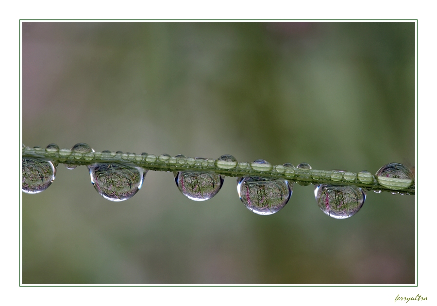 morgens auf der Wiese