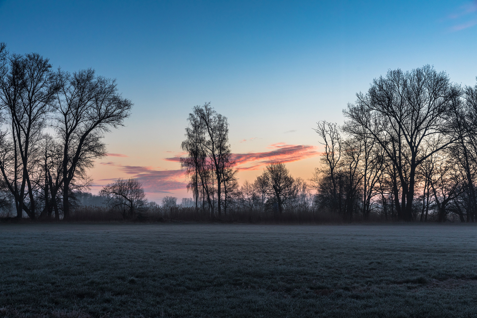 Morgens auf der Wiese ....