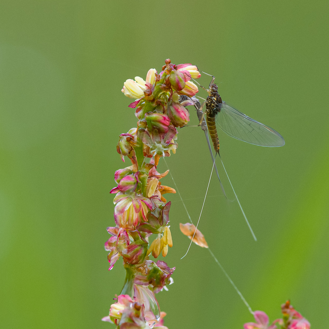 Morgens auf der Wiese - 