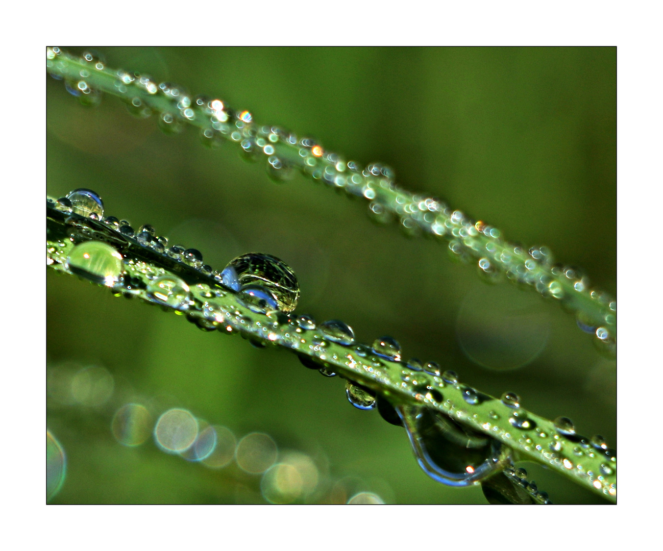 morgens auf der Wiese