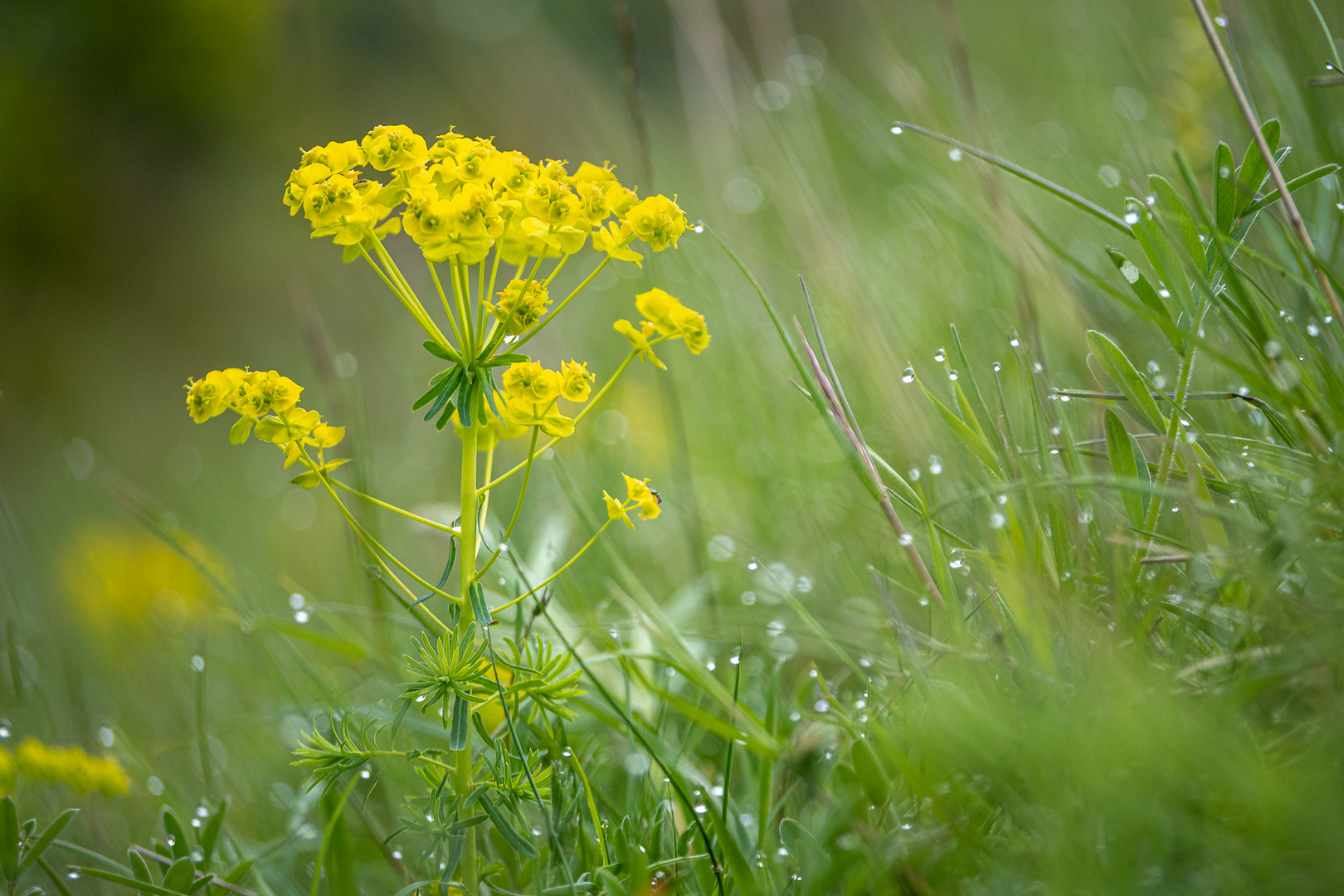 Morgens auf der Wiese