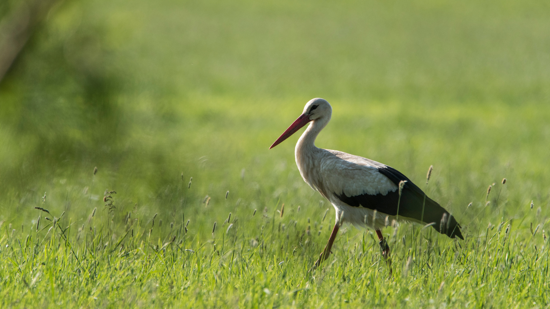 Morgens auf der Wiese