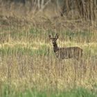 Morgens auf der Wiese....