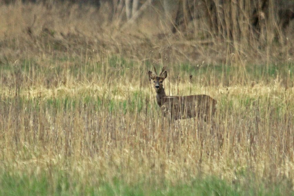 Morgens auf der Wiese....