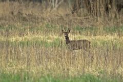 Morgens auf der Wiese....