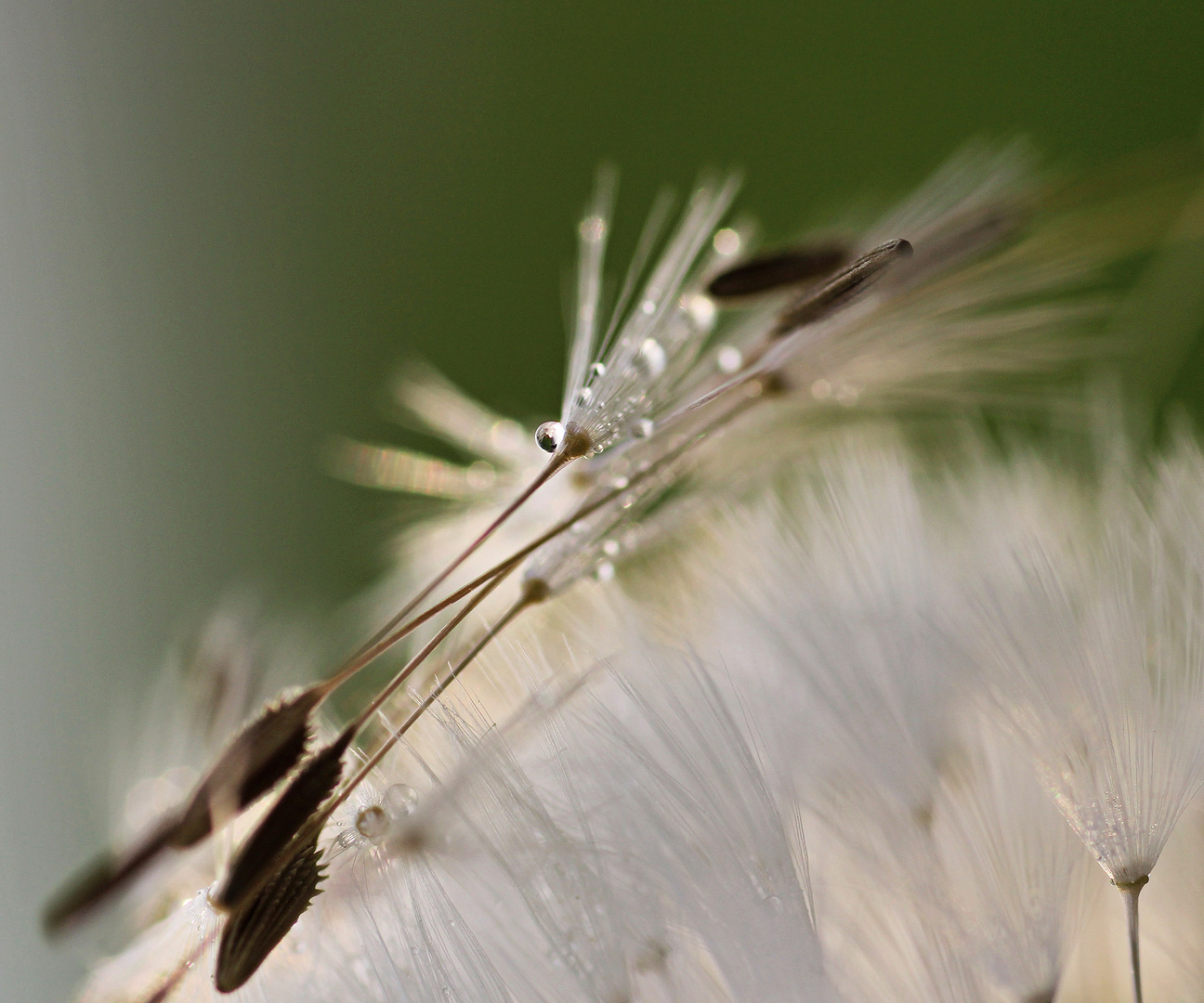 Morgens auf der Wiese