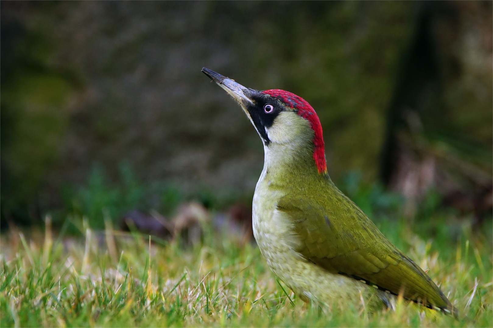 Morgens auf der Wiese .... Grünspecht - Weibchen -- Picus viridis-