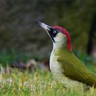 Morgens auf der Wiese .... Grünspecht - Weibchen -- Picus viridis-