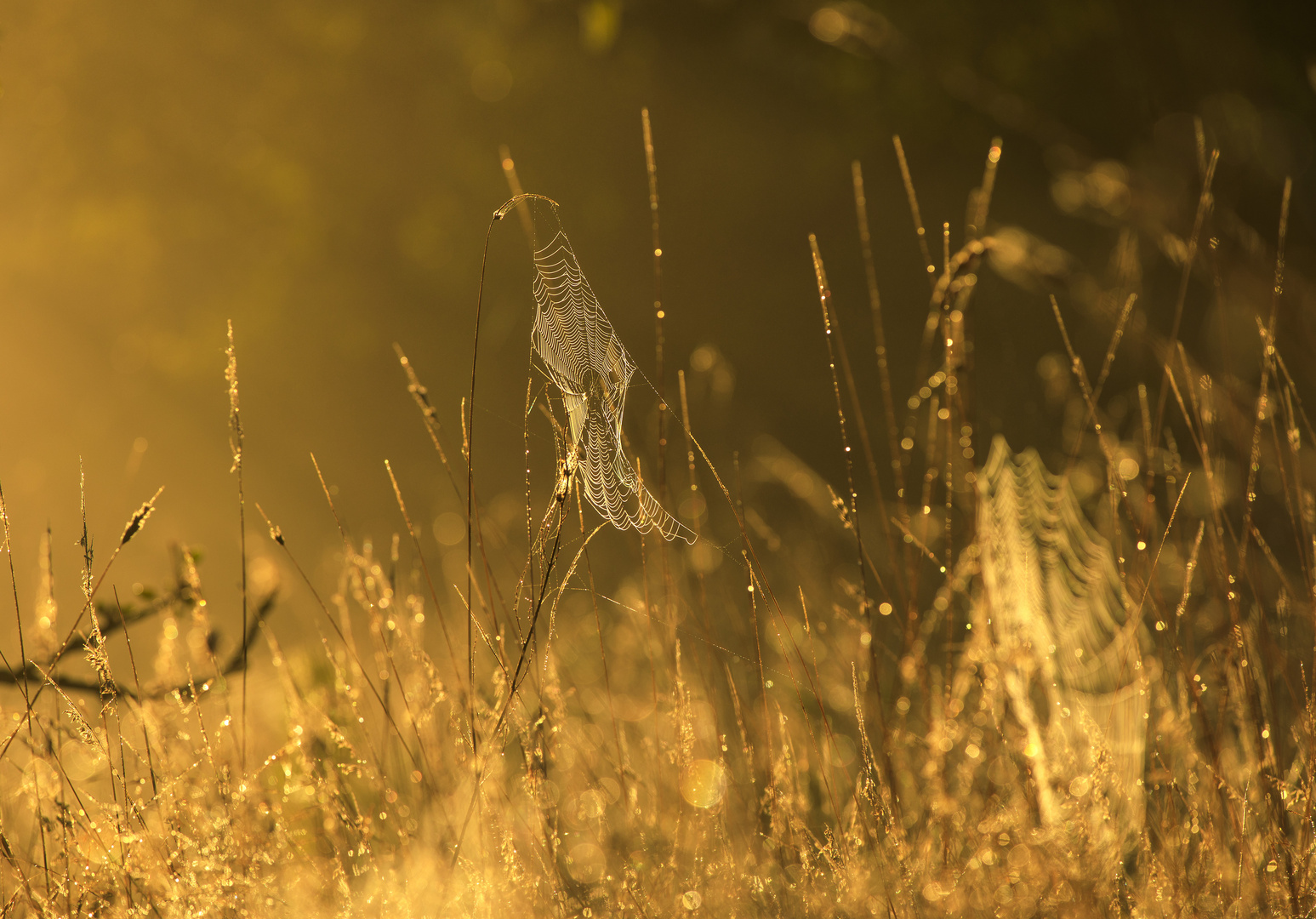 Morgens auf einer Wiese 