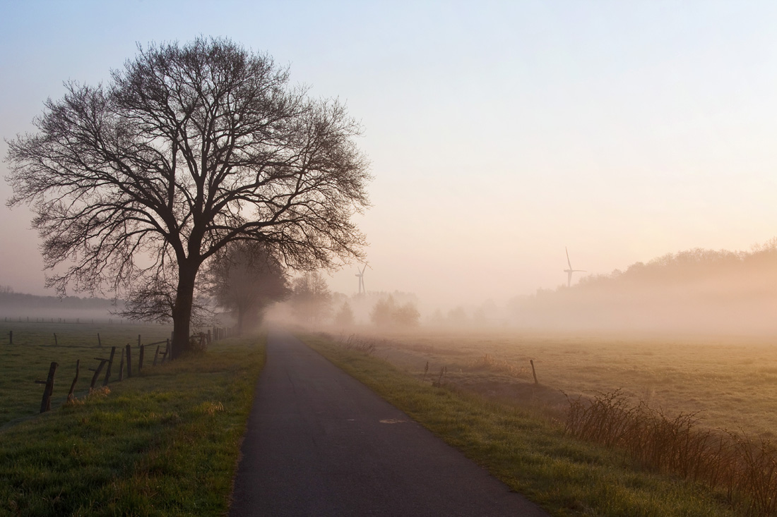 morgens auf Feld und Wiese