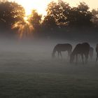 Morgens bei den Pferden 2