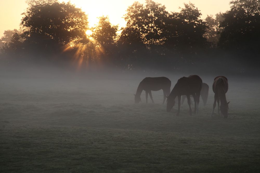 Morgens bei den Pferden 2