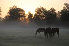 Morgens bei den Pferden
