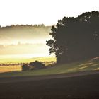 Morgens bei den Schafen in Frankenhardt