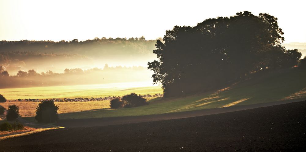 Morgens bei den Schafen in Frankenhardt