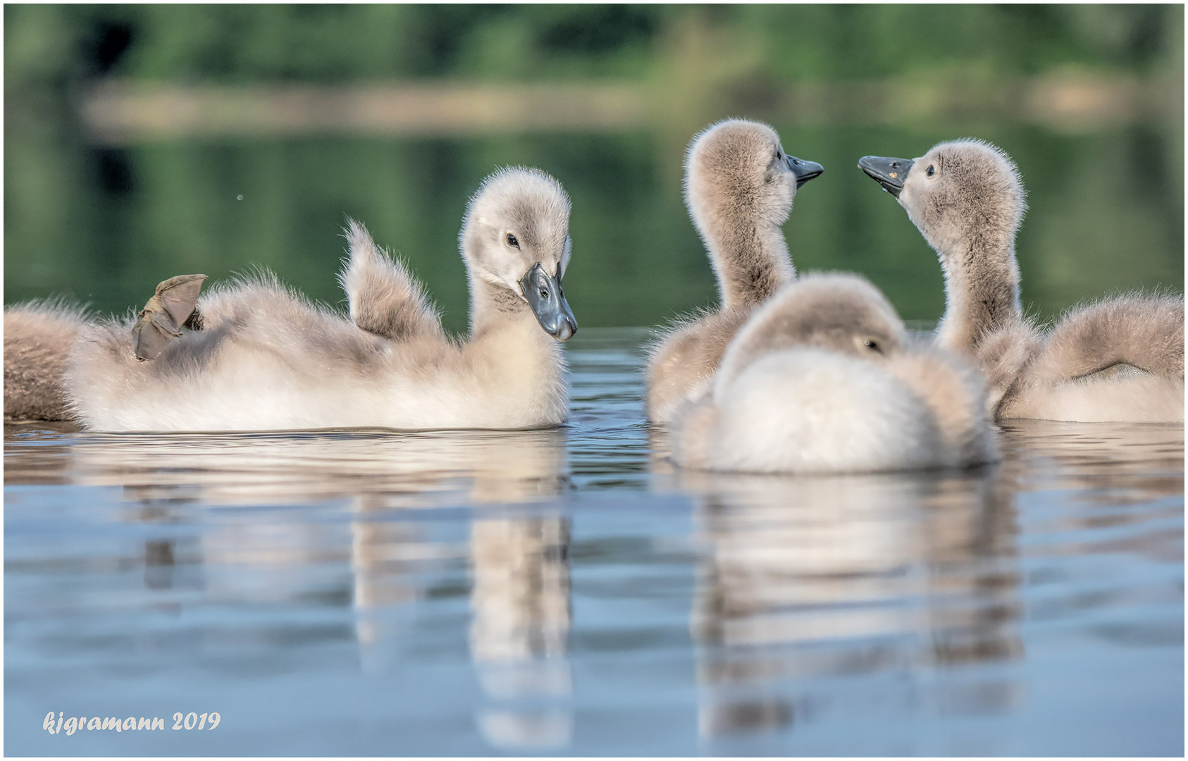 morgens bei den schwänen am see....