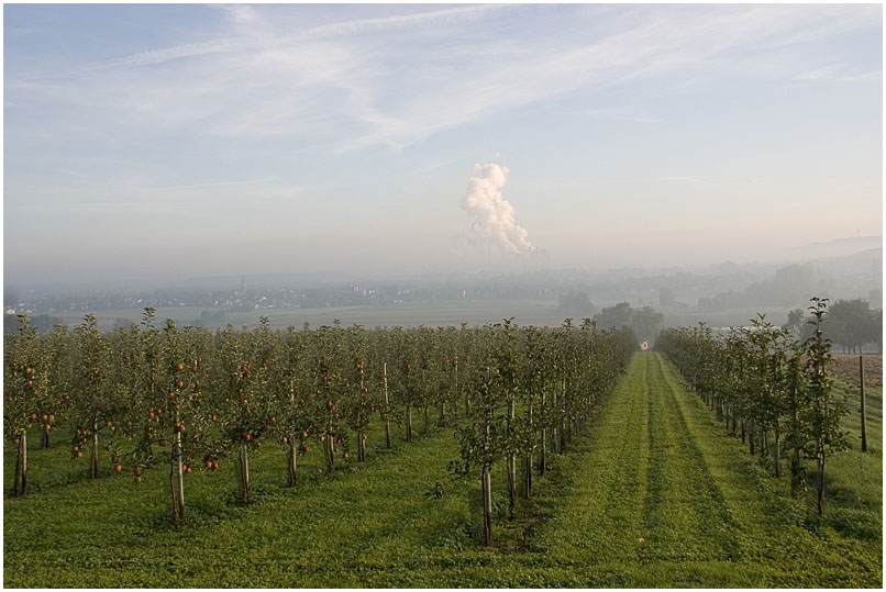 morgens bei der Obstplantage