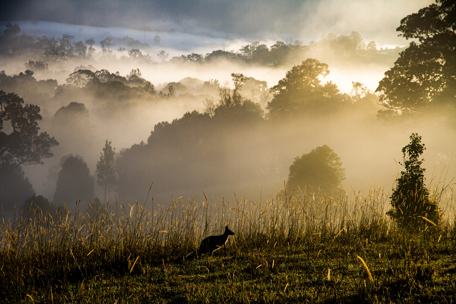 morgens bei Nimbin