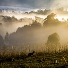 morgens bei Nimbin