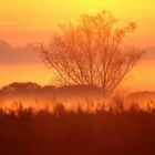 morgens bei Sonnenaufgang am Federsee