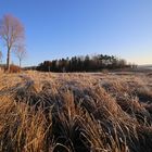 morgens beim Hundespaziergang am Möhnesee