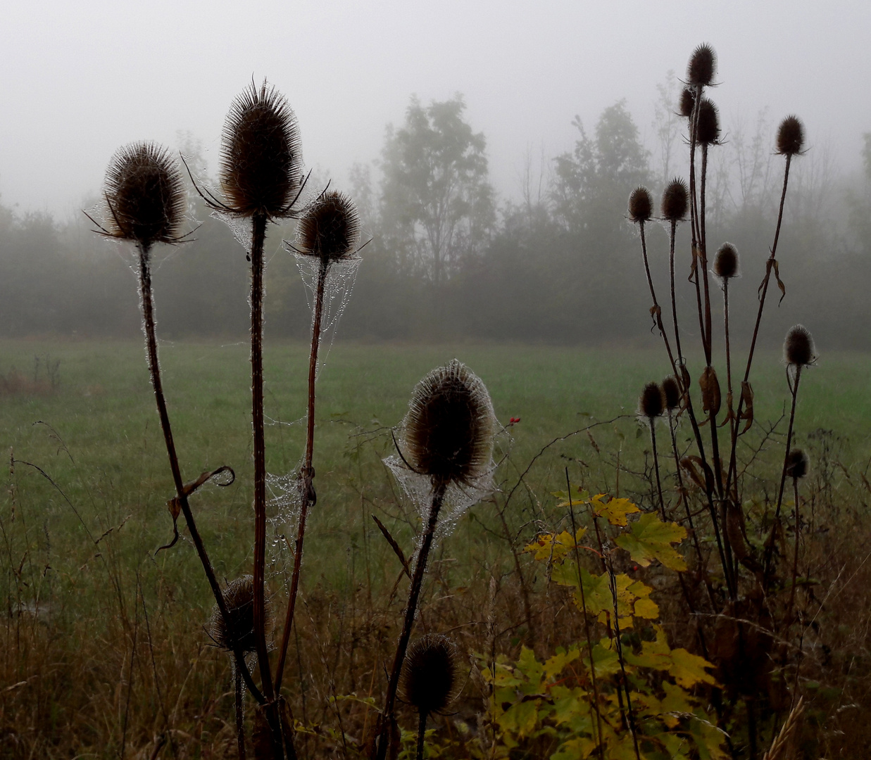 Morgens beim Hundespaziergang entdeckt.