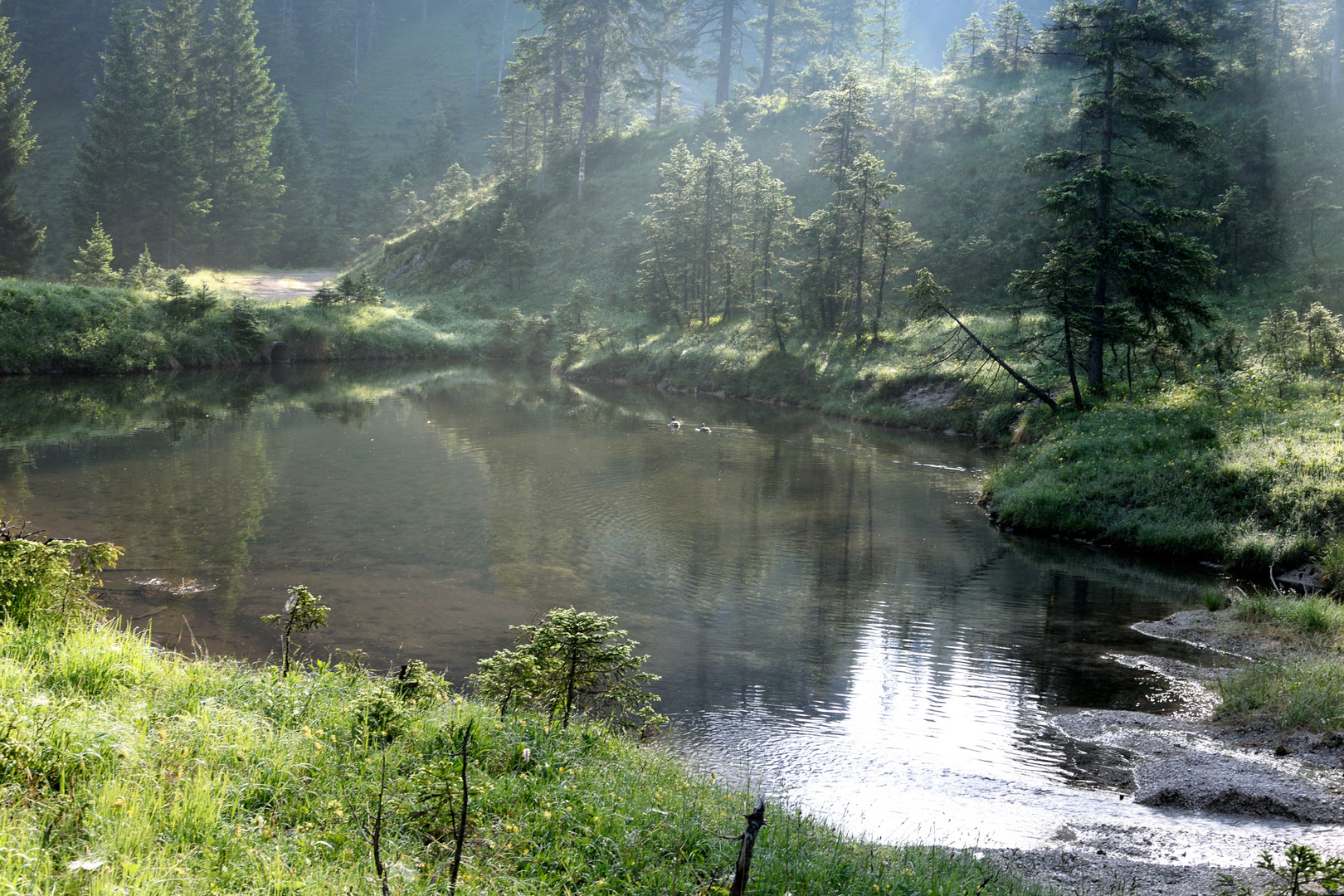 morgens beim Teich