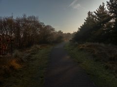 Morgens durch das Borkumer Südwäldchen