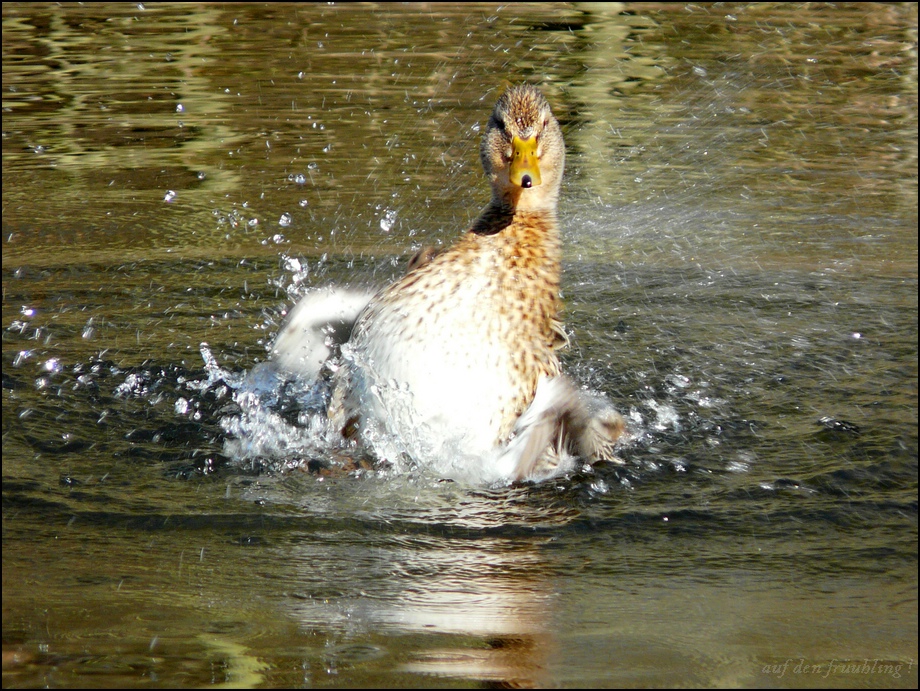 "morgens dusche :)"