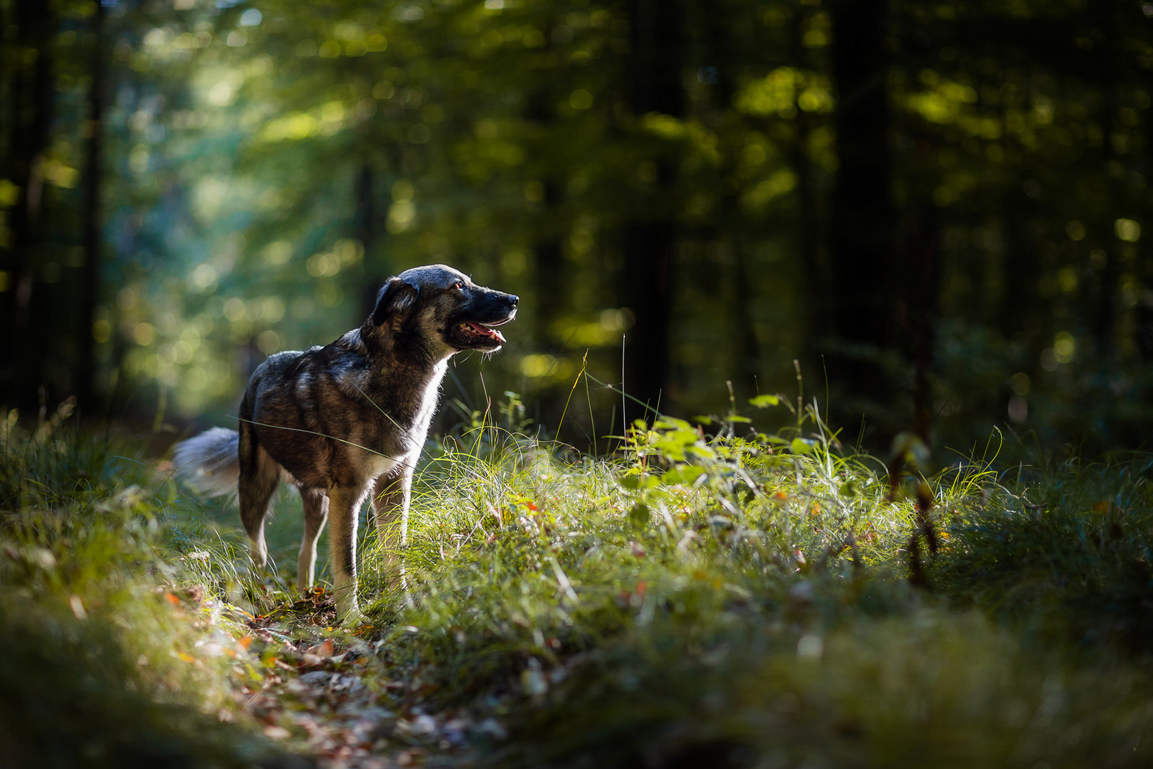 Foto & Bild wald, licht, hund Bilder auf