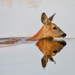 Morgens eine Runde Schwimmen...