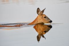 Morgens eine Runde Schwimmen...