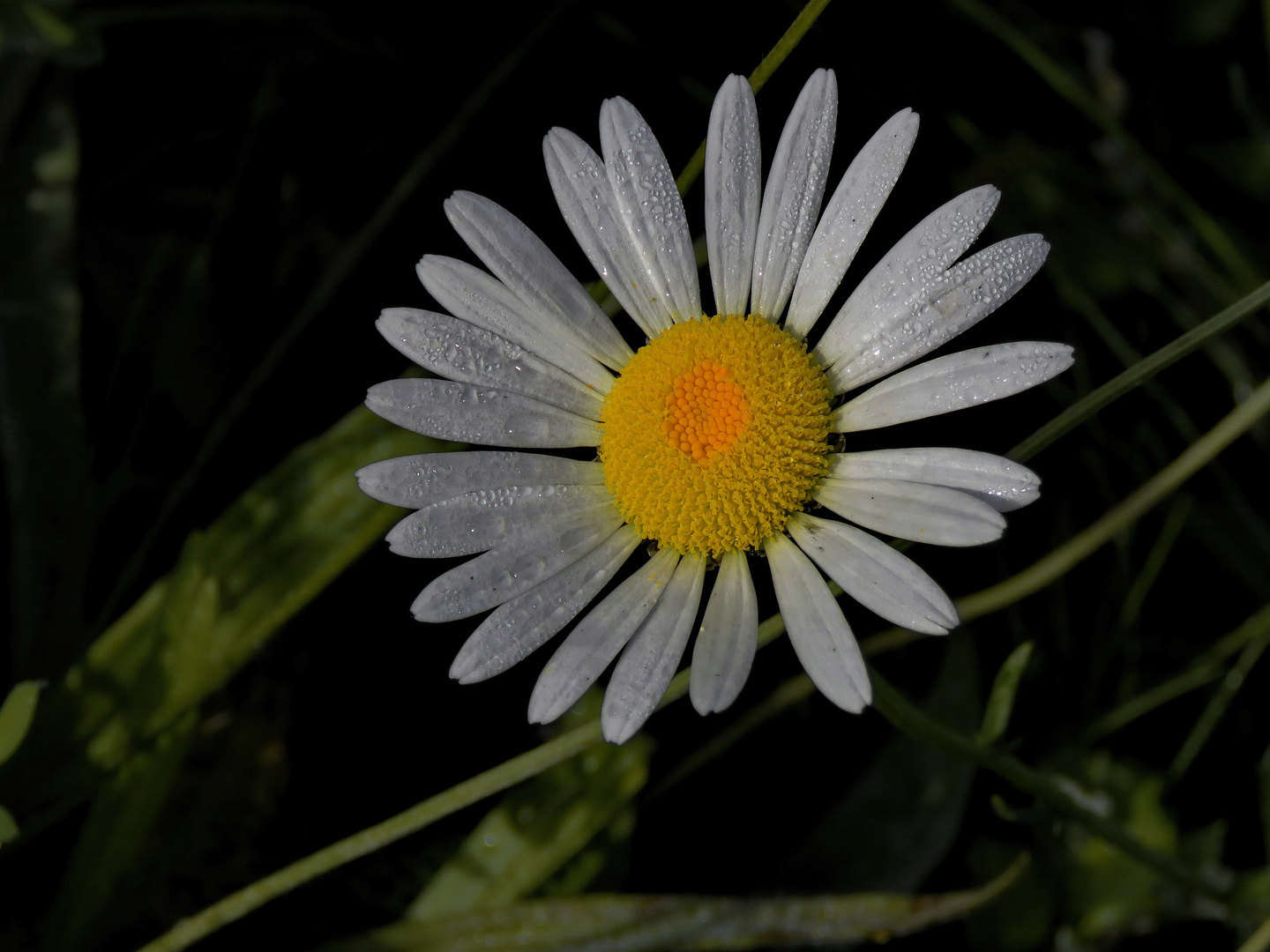 morgens Feldweg "Margerwiesen Margerite" noch morgennass