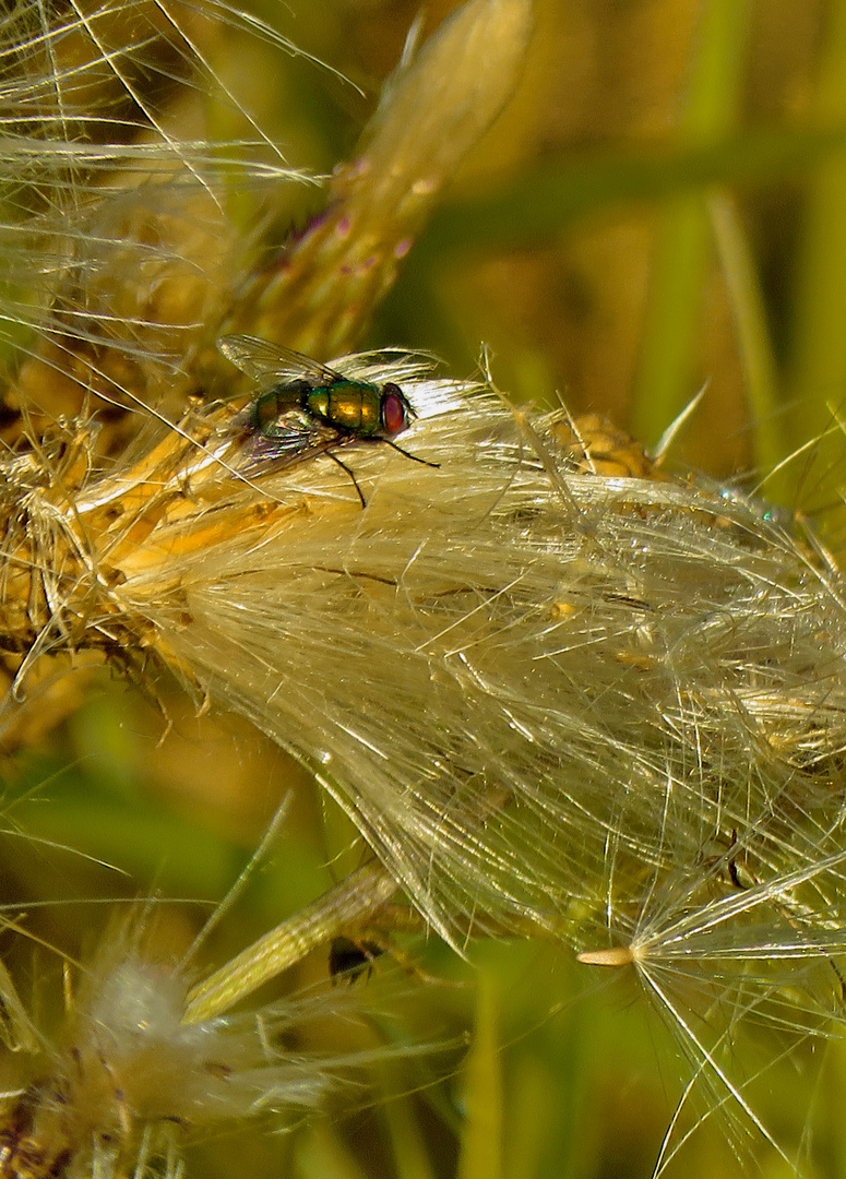 morgens: "Fliege" auf "Feldwegdistel"...in Ermangelung von Käfer ;-)