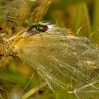 morgens: "Fliege" auf "Feldwegdistel"...in Ermangelung von Käfer ;-)