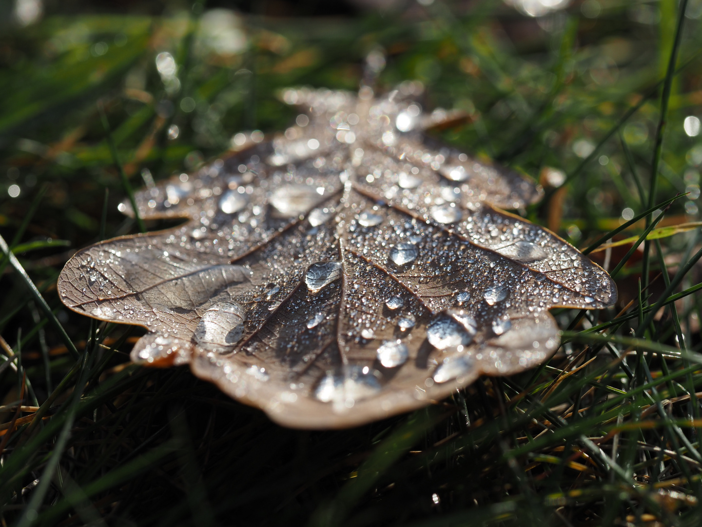 Morgens früh auf einem Blatt