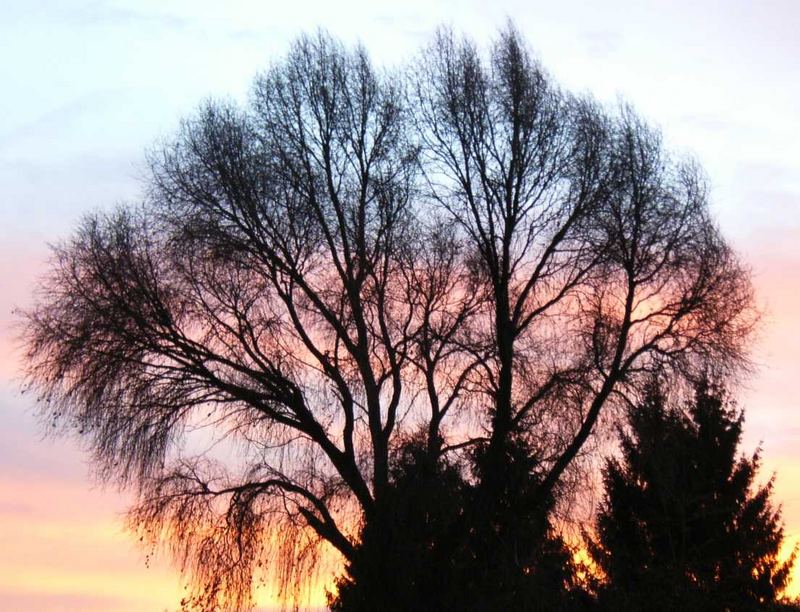 Morgens früh im Garten