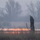 Morgens früh im Moor..