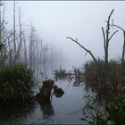 Morgens früh im Moor